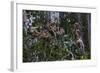 Troupe of Stump-Tailed Macaques (Macaca Arctoices)-Craig Lovell-Framed Photographic Print