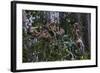 Troupe of Stump-Tailed Macaques (Macaca Arctoices)-Craig Lovell-Framed Photographic Print