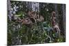 Troupe of Stump-Tailed Macaques (Macaca Arctoices)-Craig Lovell-Mounted Photographic Print