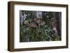 Troupe of Stump-Tailed Macaques (Macaca Arctoices)-Craig Lovell-Framed Photographic Print