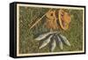 Trout by Creel-null-Framed Stretched Canvas