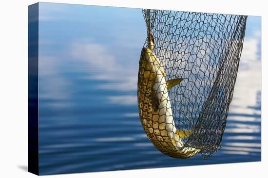Trout Catch-Valoor-Stretched Canvas