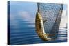 Trout Catch-Valoor-Stretched Canvas