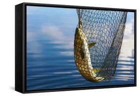 Trout Catch-Valoor-Framed Stretched Canvas