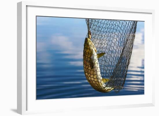 Trout Catch-Valoor-Framed Photographic Print