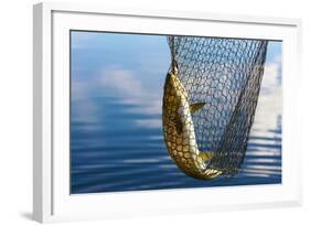 Trout Catch-Valoor-Framed Photographic Print