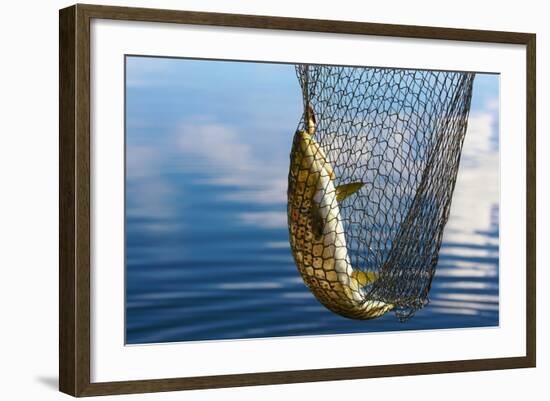 Trout Catch-Valoor-Framed Photographic Print