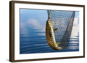 Trout Catch-Valoor-Framed Photographic Print