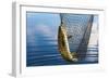 Trout Catch-Valoor-Framed Photographic Print