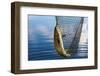 Trout Catch-Valoor-Framed Photographic Print