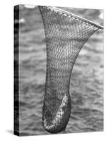 Trout Caught in a Net-Carl Mydans-Stretched Canvas