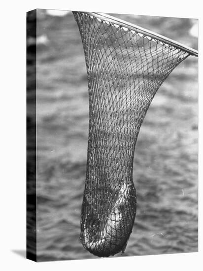 Trout Caught in a Net-Carl Mydans-Stretched Canvas