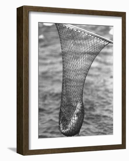 Trout Caught in a Net-Carl Mydans-Framed Photographic Print
