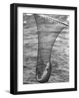 Trout Caught in a Net-Carl Mydans-Framed Photographic Print