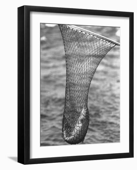 Trout Caught in a Net-Carl Mydans-Framed Photographic Print