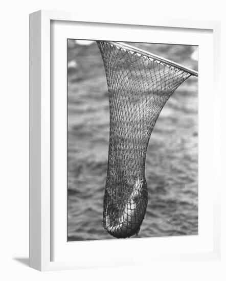 Trout Caught in a Net-Carl Mydans-Framed Photographic Print