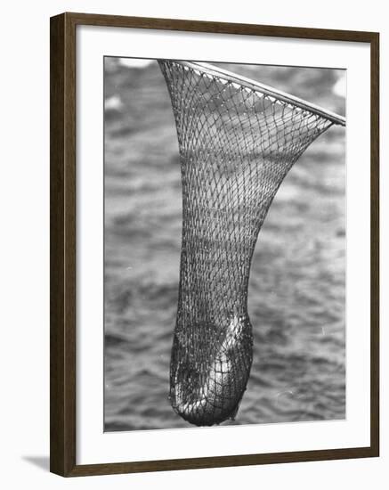 Trout Caught in a Net-Carl Mydans-Framed Photographic Print