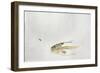 Trout Chasing a Fisherman's Fly (1991)-Lou Gibbs-Framed Giclee Print