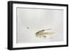 Trout Chasing a Fisherman's Fly (1991)-Lou Gibbs-Framed Giclee Print