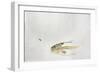 Trout Chasing a Fisherman's Fly (1991)-Lou Gibbs-Framed Giclee Print