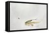 Trout Chasing a Fisherman's Fly (1991)-Lou Gibbs-Framed Stretched Canvas