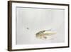 Trout Chasing a Fisherman's Fly (1991)-Lou Gibbs-Framed Giclee Print