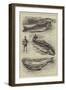 Trout Fishing, the Pick of the Basket-null-Framed Giclee Print