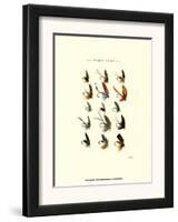 Trout Flies I-null-Framed Art Print
