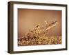 Trout Flying Out of Bed of Almonds in Preparation For Trout Amandine-John Dominis-Framed Photographic Print