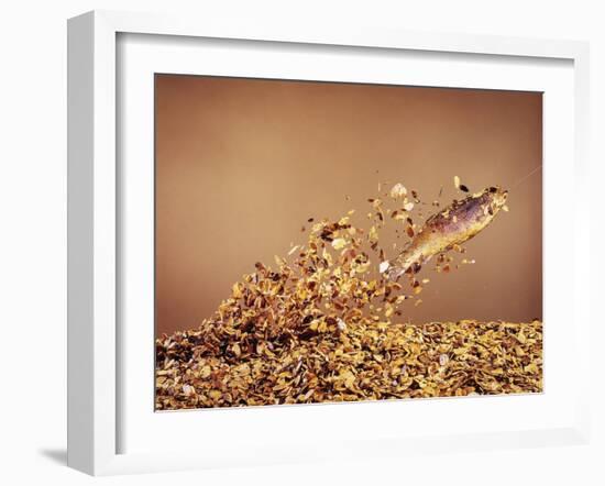 Trout Flying Out of Bed of Almonds in Preparation For Trout Amandine-John Dominis-Framed Photographic Print