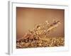 Trout Flying Out of Bed of Almonds in Preparation For Trout Amandine-John Dominis-Framed Photographic Print