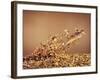 Trout Flying Out of Bed of Almonds in Preparation For Trout Amandine-John Dominis-Framed Photographic Print