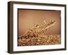 Trout Flying Out of Bed of Almonds in Preparation For Trout Amandine-John Dominis-Framed Photographic Print