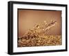 Trout Flying Out of Bed of Almonds in Preparation For Trout Amandine-John Dominis-Framed Photographic Print