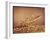 Trout Flying Out of Bed of Almonds in Preparation For Trout Amandine-John Dominis-Framed Photographic Print