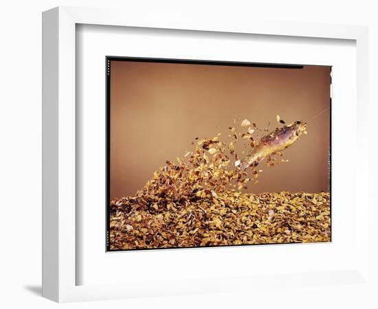 Trout Flying Out of Bed of Almonds in Preparation For Trout Amandine-John Dominis-Framed Photographic Print