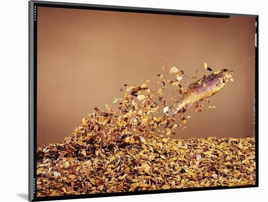 Trout Flying Out of Bed of Almonds in Preparation For Trout Amandine-John Dominis-Mounted Photographic Print