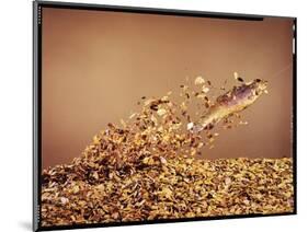 Trout Flying Out of Bed of Almonds in Preparation For Trout Amandine-John Dominis-Mounted Photographic Print