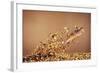 Trout Flying Out of Bed of Almonds in Preparation For Trout Amandine-John Dominis-Framed Giclee Print