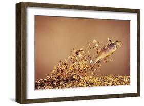 Trout Flying Out of Bed of Almonds in Preparation For Trout Amandine-John Dominis-Framed Giclee Print