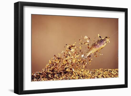 Trout Flying Out of Bed of Almonds in Preparation For Trout Amandine-John Dominis-Framed Giclee Print