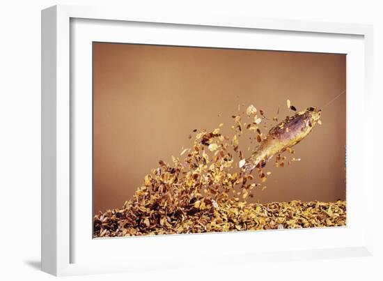 Trout Flying Out of Bed of Almonds in Preparation For Trout Amandine-John Dominis-Framed Giclee Print