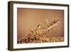 Trout Flying Out of Bed of Almonds in Preparation For Trout Amandine-John Dominis-Framed Premium Giclee Print