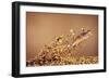 Trout Flying Out of Bed of Almonds in Preparation For Trout Amandine-John Dominis-Framed Premium Giclee Print