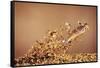 Trout Flying Out of Bed of Almonds in Preparation For Trout Amandine-John Dominis-Framed Stretched Canvas