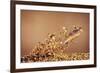Trout Flying Out of Bed of Almonds in Preparation For Trout Amandine-John Dominis-Framed Giclee Print