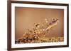 Trout Flying Out of Bed of Almonds in Preparation For Trout Amandine-John Dominis-Framed Giclee Print