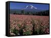 Trout Lake, Mt. Adams with Echinacea Flower Field, Washington, USA-Jamie & Judy Wild-Framed Stretched Canvas