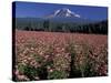 Trout Lake, Mt. Adams with Echinacea Flower Field, Washington, USA-Jamie & Judy Wild-Stretched Canvas