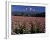 Trout Lake, Mt. Adams with Echinacea Flower Field, Washington, USA-Jamie & Judy Wild-Framed Photographic Print